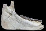 Fossil Titanothere (Megacerops) Jaw - South Dakota #78146-2